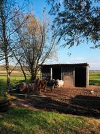 Nu nog plek wees er snel bij waar  je dier op nr 1 staat!!, Dieren en Toebehoren, Stalling en Weidegang, Stalling