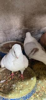 Vrouw en man, Dieren en Toebehoren, Vogels | Duiven, Meerdere dieren