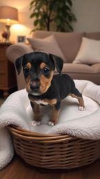 Super vrolijke lieve teckel x pupjes, Dieren en Toebehoren, Honden | Teckels en Dashonden, CDV (hondenziekte), 8 tot 15 weken