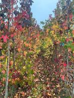 Liquidambar of lei Liquidambar, Ophalen