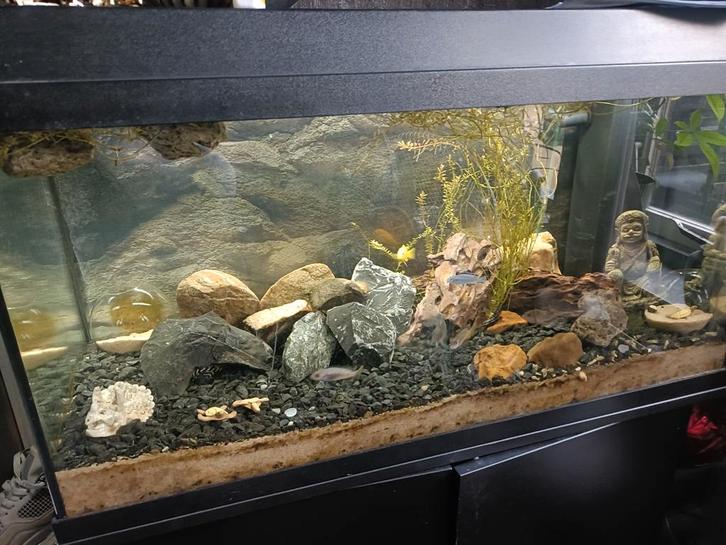 Groepje (7 st.) cichliden, Dieren en Toebehoren, Vissen | Aquariumvissen, Vis