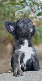 🥰 nog 1 lieve fluffy franse bulldog pup reu  🥰, Dieren en Toebehoren, Honden | Bulldogs, Pinschers en Molossers, Reu, CDV (hondenziekte)
