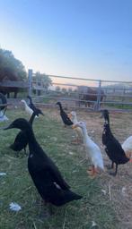 Broedeieren van mooie Indische loopeenden, Eend