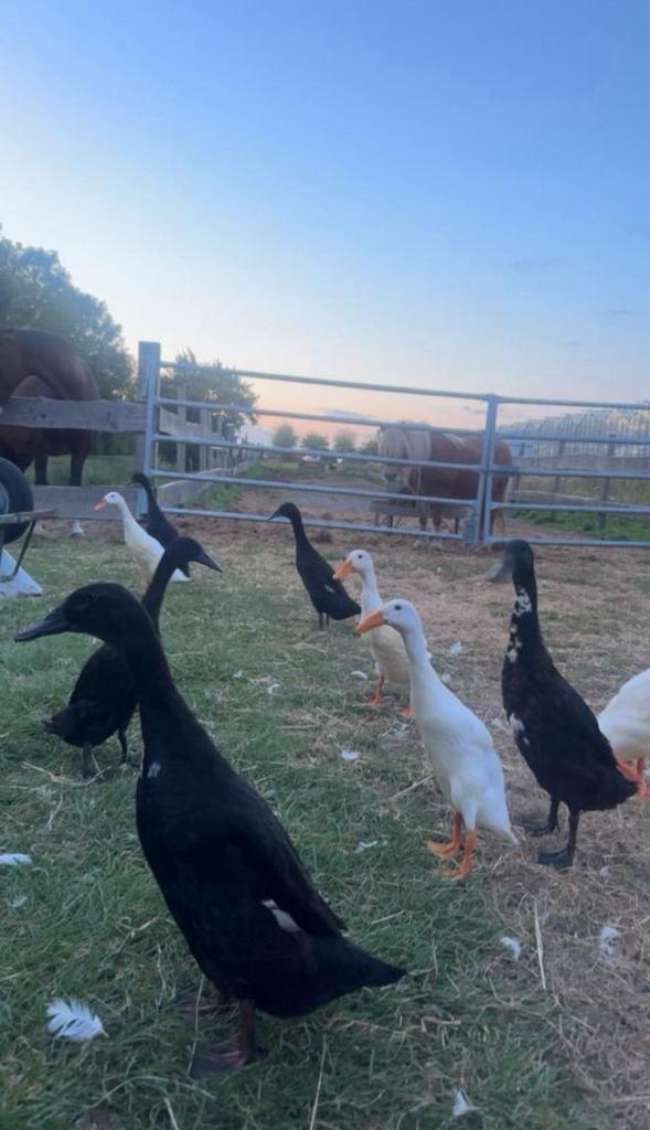 Broedeieren van mooie Indische loopeenden, Dieren en Toebehoren, Pluimvee, Eend