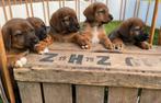 Pups Bordercollie/Australian Shepherd met Beierse Zweethond, Rabiës (hondsdolheid), 8 tot 15 weken, Meerdere, Meerdere dieren