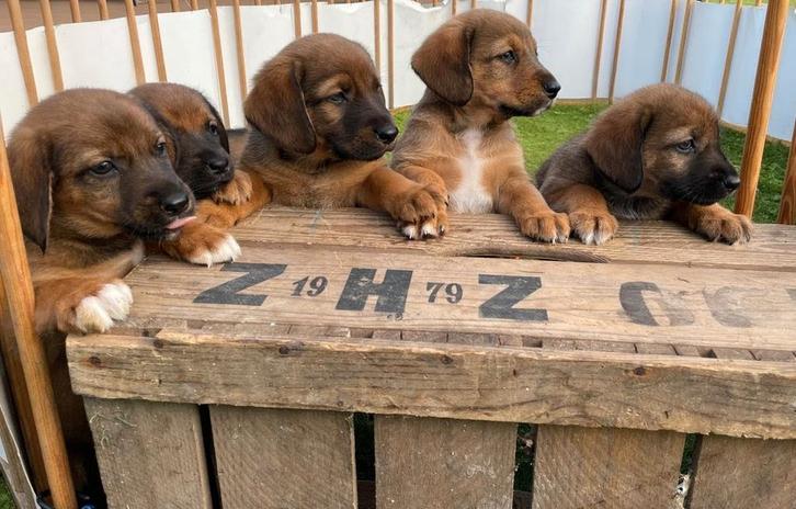 Pups Bordercollie/Australian Shepherd met Beierse Zweethond, Dieren en Toebehoren, Honden | Niet-rashonden, Middel, Meerdere dieren