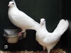 Gezocht 2 witte jonge postduiven, Dieren en Toebehoren, Vogels | Duiven, Postduif