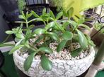 Crassula ovata, Huis en Inrichting, Ophalen, Overige soorten, In pot, Minder dan 100 cm