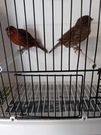 Koppel kobalt kanaries,samen 25 euro, Dieren en Toebehoren, Vogels | Kanaries, Meerdere dieren, Kleurkanarie