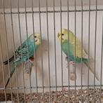 Mooie koppels regenboog grasparkiet, Meerdere dieren, Parkiet, Geringd