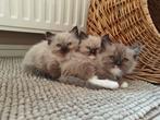 Kittens Ragdoll - Pers, Dieren en Toebehoren, Katten en Kittens | Overige Katten, Meerdere dieren, Langharig, 0 tot 2 jaar