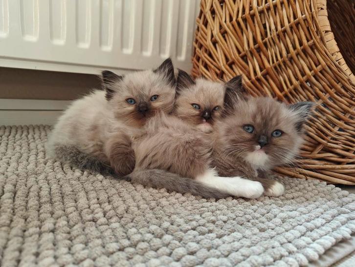Kittens Ragdoll - Pers, Dieren en Toebehoren, Katten en Kittens | Overige Katten, Langharig, Meerdere dieren, 0 tot 2 jaar