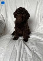 Prachtige choco maltipoo pups f1, Overige rassen, 8 tot 15 weken, CDV (hondenziekte), Meerdere