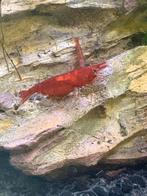 Neocardinas garnalen, Vis