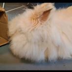 Gecastreerd mannelijk angora konijn gezocht!, Dieren en Toebehoren, Mannelijk, 6 tot 8 jaar