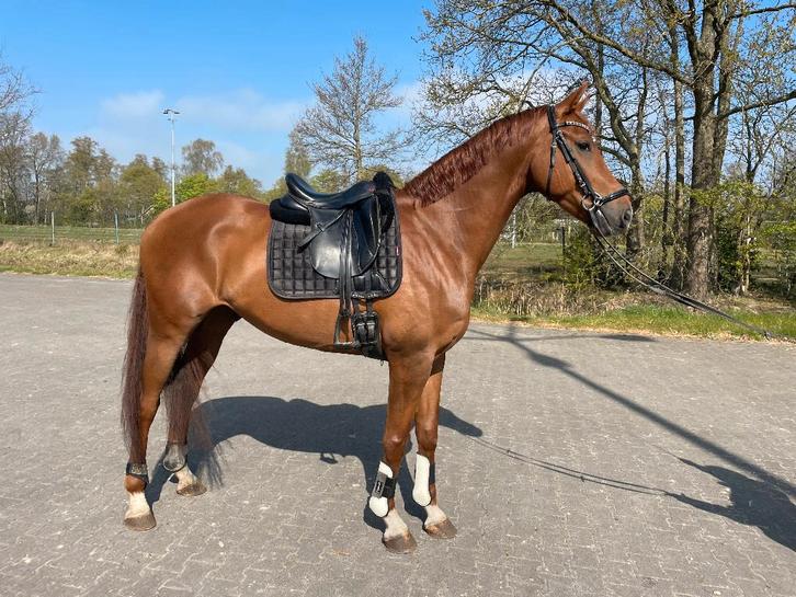 6 jarige Vivaldi ruin, Dieren en Toebehoren, Paarden, Ruin, L, 165 tot 170 cm, 3 tot 6 jaar, Dressuurpaard, Met stamboom, Gechipt