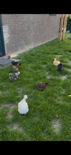 Zijdehoenders, Dieren en Toebehoren, Pluimvee, Meerdere dieren, Kip