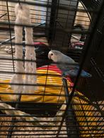 Agapornis, Dieren en Toebehoren, Geslacht onbekend, Dwergpapegaai of Agapornis