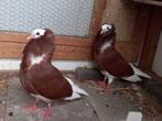 Twee koppeltjes oud Hollandse kapucijner duiven te koop., Dieren en Toebehoren, Vogels | Duiven, Meerdere dieren, Overige soorten