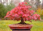 Red Maple bonsai zaadjes met instructies, Ophalen of Verzenden, Voorjaar, Volle zon, Zaad