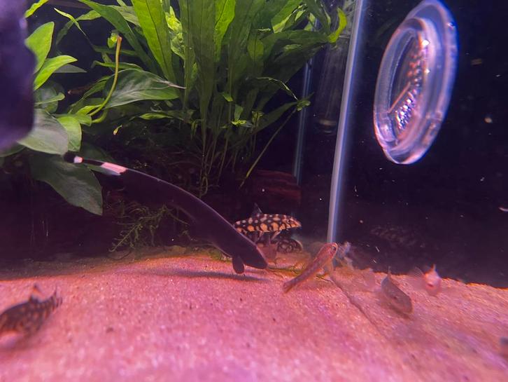 Botia kubotai, Dieren en Toebehoren, Vissen | Aquariumvissen, Zoetwatervis, Vis, Schoolvis