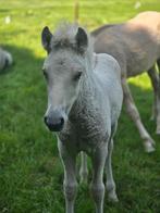 Fjord hengstveulen (rodblakk) Vazal x Topas, Dieren en Toebehoren, Pony's, Hengst, Recreatiepony, Gechipt, 0 tot 2 jaar