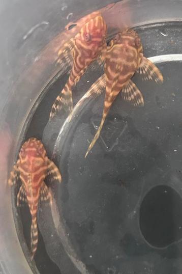 Hypancistrus sp l333 albino | albino king tiger plecos beschikbaar voor biedingen