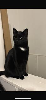 Hetplaatser kater, 3 tot 5 jaar