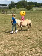 Superlieve minishet, Merrie, Gechipt, A pony (tot 1.17m), 11 jaar of ouder