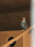 Jonge grasparkietjes, Dieren en Toebehoren, Vogels | Parkieten en Papegaaien, Meerdere dieren, Parkiet, Tam