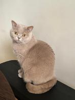 Lieve Britse Korthaar poes – net 3 jaar – incl toebehoren, Dieren en Toebehoren, Katten en Kittens | Raskatten | Korthaar, Poes