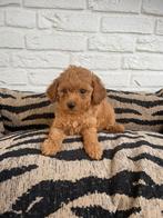 Maltipoo pups abrikoos, Dieren en Toebehoren, Honden | Chihuahua's en Gezelschapshonden, Nederland, Overige rassen, CDV (hondenziekte)