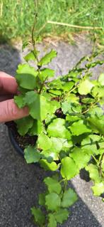 Hoya endauensis, Ophalen of Verzenden, Overige soorten, Minder dan 100 cm