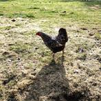 Kip, Dieren en Toebehoren, Pluimvee, Vrouwelijk, Kip