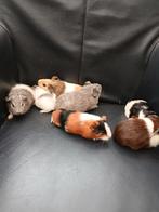 Jonge cavia's te koop, Dieren en Toebehoren, Knaagdieren, Cavia, Augustus, Vrouwelijk, Tam