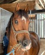 Prachtige Sportpony, Dieren en Toebehoren, Pony's, Merrie, Met stamboom, Dressuurpony, 11 jaar of ouder