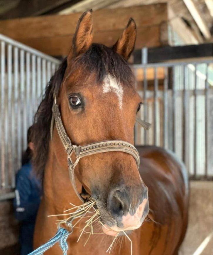 Prachtige Sportpony, Dieren en Toebehoren, Pony's, Merrie, L, C pony (1.27m tot 1.37m), Dressuurpony, 11 jaar of ouder, Met stamboom
