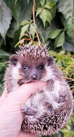 Witbuikegel/Algerian Hedgehog/Algerijnse Egel/Egel, Mannelijk, Voor 1 juli 2024