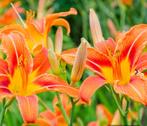 Daglelie Hemerocallis Fulva bruin/ oranje Plaatje deze bloem, Tuin en Terras, Planten | Tuinplanten, Volle zon, Vaste plant, Zomer