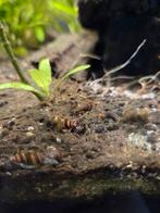 Anatome helena slak, Dieren en Toebehoren, Slak of Weekdier, Zoetwatervis