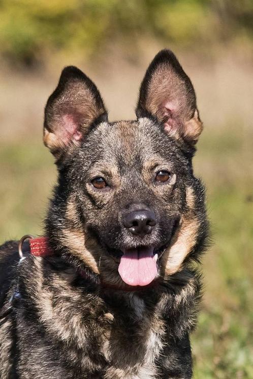 Kleine, vriendelijke jongen zoekt huis, Dieren en Toebehoren, Honden | Niet-rashonden, Klein, Reu, Particulier, Eén hond, Buitenland