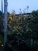 WILG OP STAM 2 METER | WINTERHARD | OLIJFWILG GRAUWE HERFST, Tuin en Terras, Planten | Bomen, Overige soorten, 100 tot 250 cm