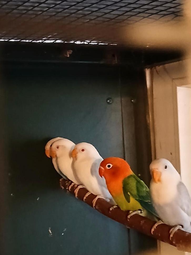 Fischeri's, Dieren en Toebehoren, Vogels | Parkieten en Papegaaien, Dwergpapegaai of Agapornis, Meerdere dieren, Geringd