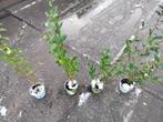 Liguster planten in pot per stuk te koop 60 cm hoog., Ophalen, Liguster