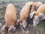 Biggen Bonte Bentheimer x Duroc, Dieren en Toebehoren, Meerdere dieren, Varken, 0 tot 2 jaar