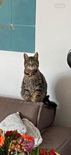 Europees kortharige poes., Dieren en Toebehoren, Poes