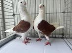 Koppel Oud Hollandse Meeuwen, Dieren en Toebehoren, Vogels | Duiven, Meerdere dieren, Overige soorten