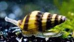 Helena slak, een slak etende slak!!!, Dieren en Toebehoren, Vissen | Aquariumvissen, Zoetwatervis, Slak of Weekdier