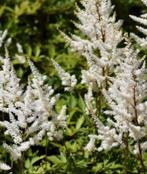 Astilbe braut, Tuin en Terras, Ophalen, Zomer, Vaste plant, Halfschaduw