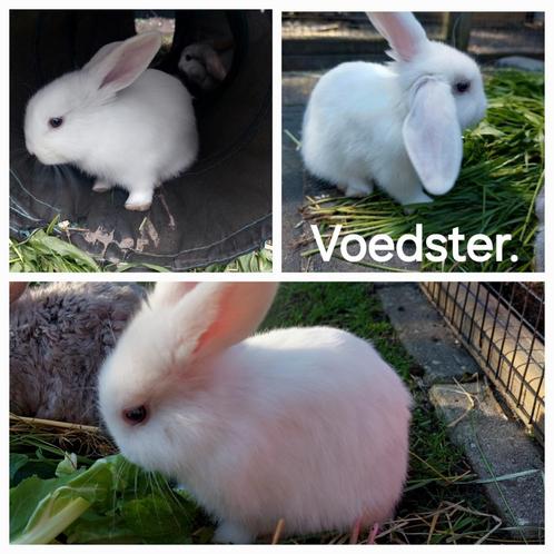 Konijnen, Dieren en Toebehoren, Konijnen
